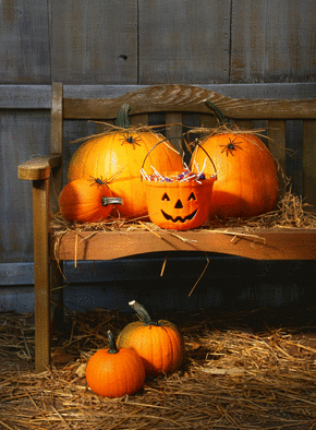 Carte Citrouilles d'halloween à la ferme Carte halloween