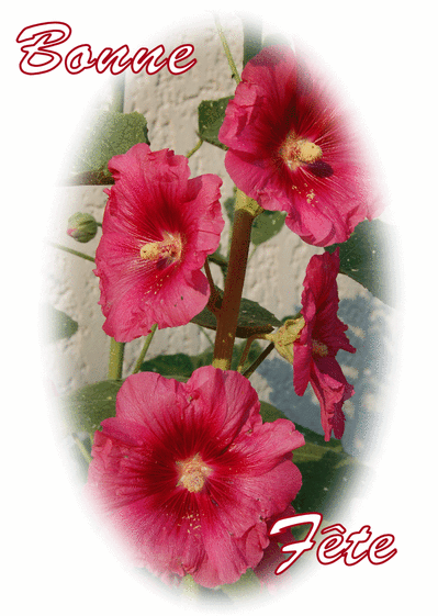Carte Bonne fête roses tremieres Carte sainte Catherine