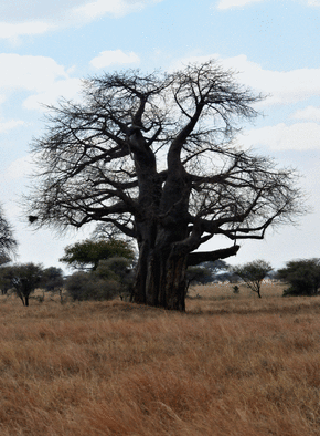 Carte Un baobab dans la savane Carte de nature