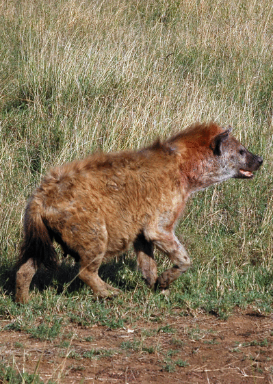 Carte La hyène qui se promène Carte d'animaux