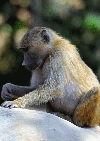 Carte Un babouin sur son rocher Carte d'animaux