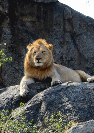Carte Un lion sur son rocher Carte d'animaux