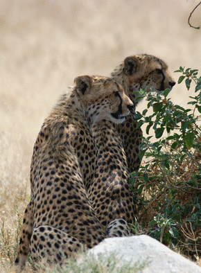 Carte Un couple de leopards Carte d'animaux