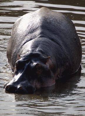 Carte Un hippopotame dans la savane Carte d'animaux