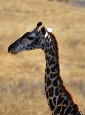Carte Profil de girafe Carte d'animaux