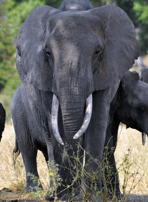Carte Un éléphant mâle en Afrique Carte d'animaux
