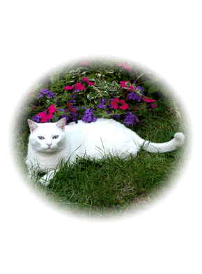 Carte Chat blanc et fleurs Carte chat et chaton