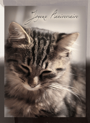Carte Joyeux anniversaire petit chat gris Carte anniversaire chat