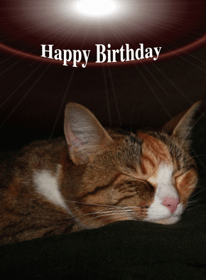 Carte Happy birthday petit chat Carte joyeux anniversaire en plusieurs langues