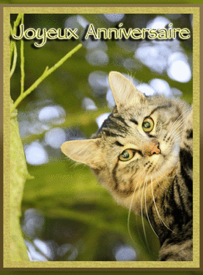 Carte Petit chat aux yeux verts Carte anniversaire chat