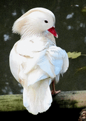 Un bel oiseau blanc