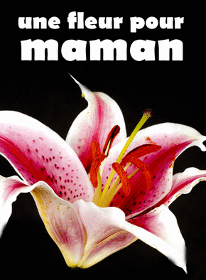 Carte Une jolie fleur pour maman Carte fête des mères avec des fleurs
