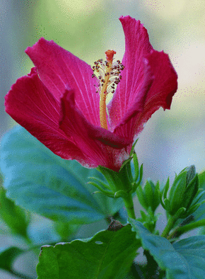 Carte Hibiscus rosa-sinensis Carte de nature