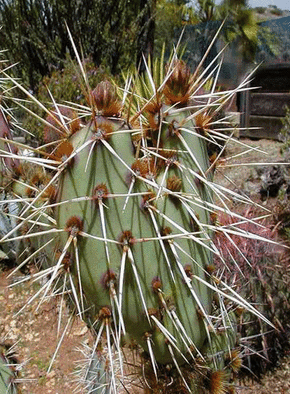 Carte Cactus et ses grandes épines Carte de nature