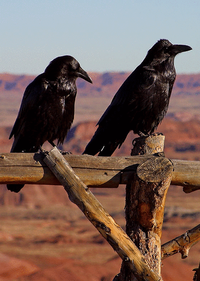 Carte Couple de corbeaux Carte avec un oiseau