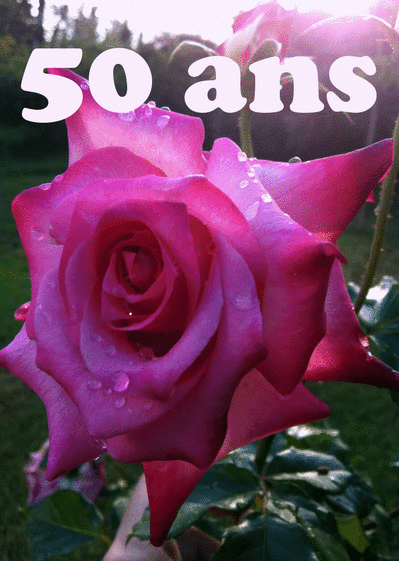 Carte Une belle rose pour les 50 ans Carte anniversaire 50 ans