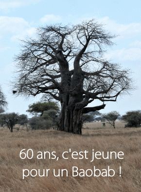 Carte 60 ans pour un baobab Carte anniversaire 60 ans