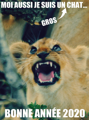 Moi aussi je suis un gros chat
