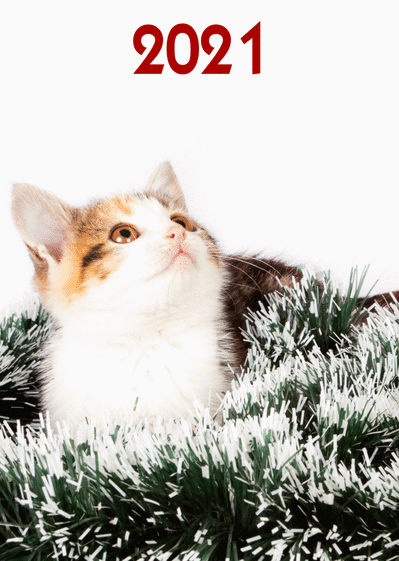 Carte Chaton qui regarde la nouvelle année 2021 Carte de voeux 2021 chat mignon