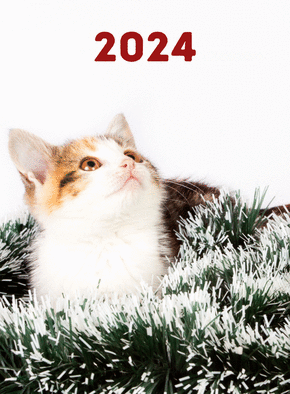 Carte Chaton qui regarde la nouvelle année 2024  Carte de voeux 2024 chat mignon