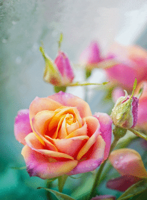 Carte Une rose qui fleurie Carte postale de Juillet et d'été