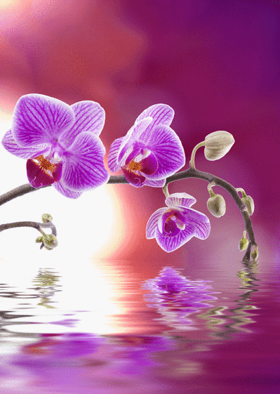 Carte Des orchidées sur fond violet Carte avec des fleurs