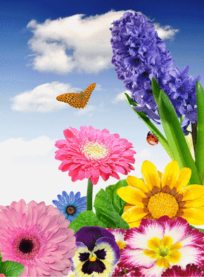 Carte Papillon et coccinelle Carte avec des fleurs