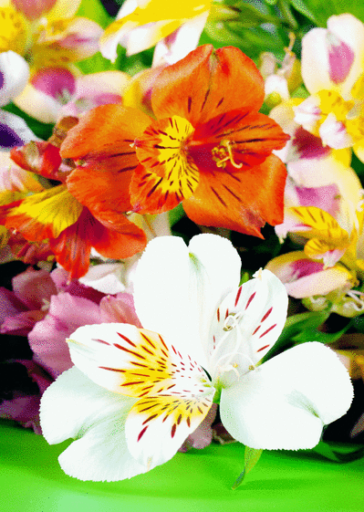 Carte Bouquet coloré Carte avec des fleurs