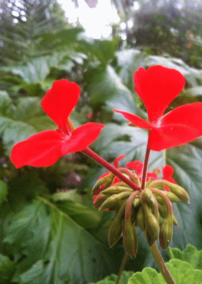 Carte Géranium aux pétales rouge vif Carte avec des fleurs