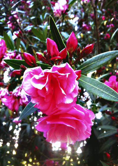 Carte Laurier rose double Carte avec des fleurs