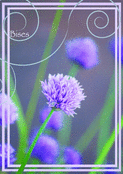 Bises avec une fleur violette
