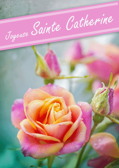 Carte Rose rose pour la Sainte Catherine Carte sainte Catherine