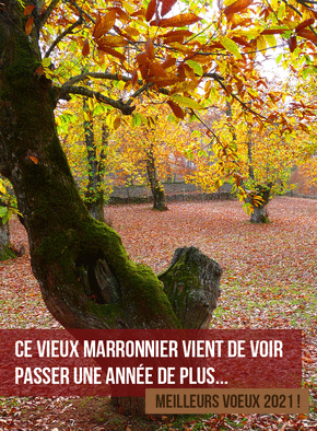 Carte Nouvelle année 2021 du vieux marronnier Carte de voeux 2021