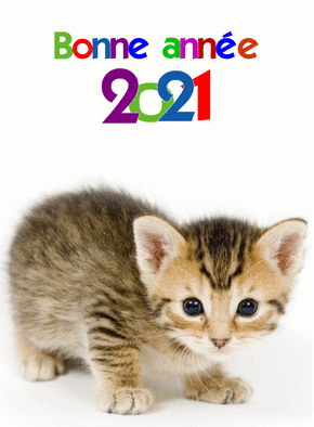 Carte Le chaton bonne année 2022  Carte de voeux 2022 chat mignon