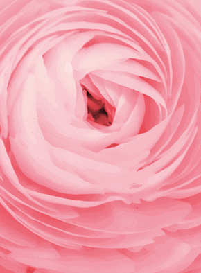 Carte Une belle rose rose Carte Saint Valentin personnalisée