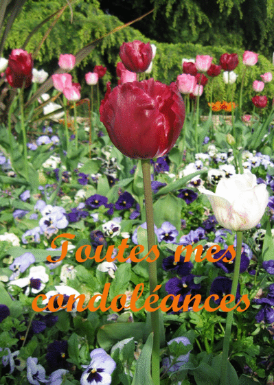 Carte Tulipe toute mes condoleances Carte condoléances fleurs