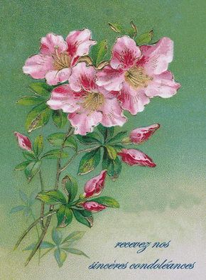 Carte Jolies fleurs roses Carte condoléances ancienne