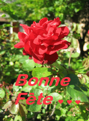 Carte Bonne fete et rose Carte bonne fête avec des fleurs
