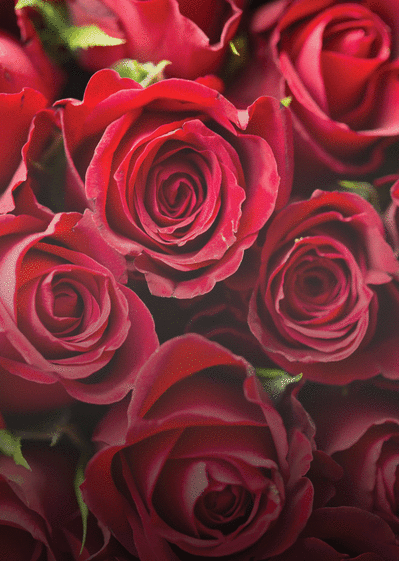 Carte Des roses de Saint Valentin Carte saint valentin