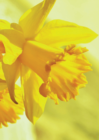 Carte Fleur jaune de mars Carte postale de Juillet et d'été