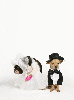 Carte Mariage petits chiens Carte félicitations mariage