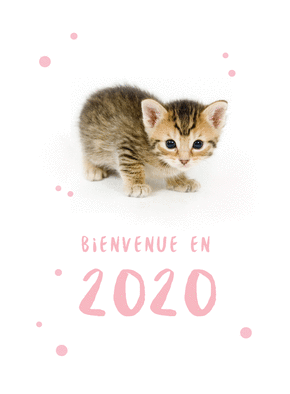 Bienvenue petit chaton