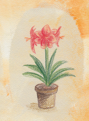 Carte Un bel amaryllis rouge Carte avec des fleurs
