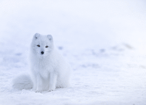 Carte Un petit loup d`hiver Carte de Février et d'hiver