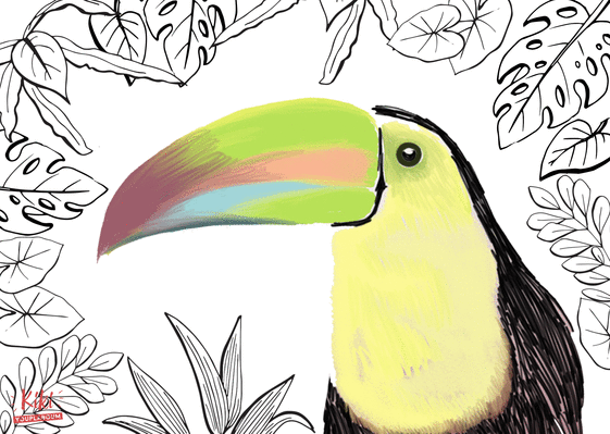 Carte Toucan du Costa Rica Carte avec un oiseau