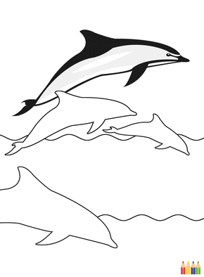 Carte Coloriage dauphins Carte coloriage