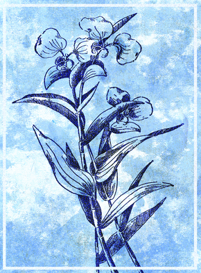 Carte Fleur en gravure et monotype Carte avec des fleurs
