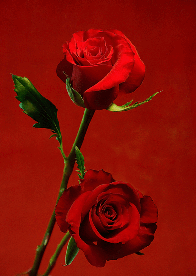 Carte Deux roses pour mon amour Carte saint valentin