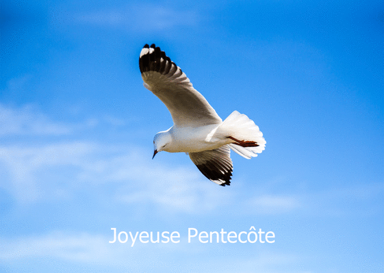 Carte Pentecôte et bel oiseau Carte de Pentecôte