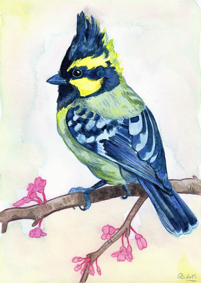 Carte Mésange à joues jaunes sur une branche Carte avec un oiseau